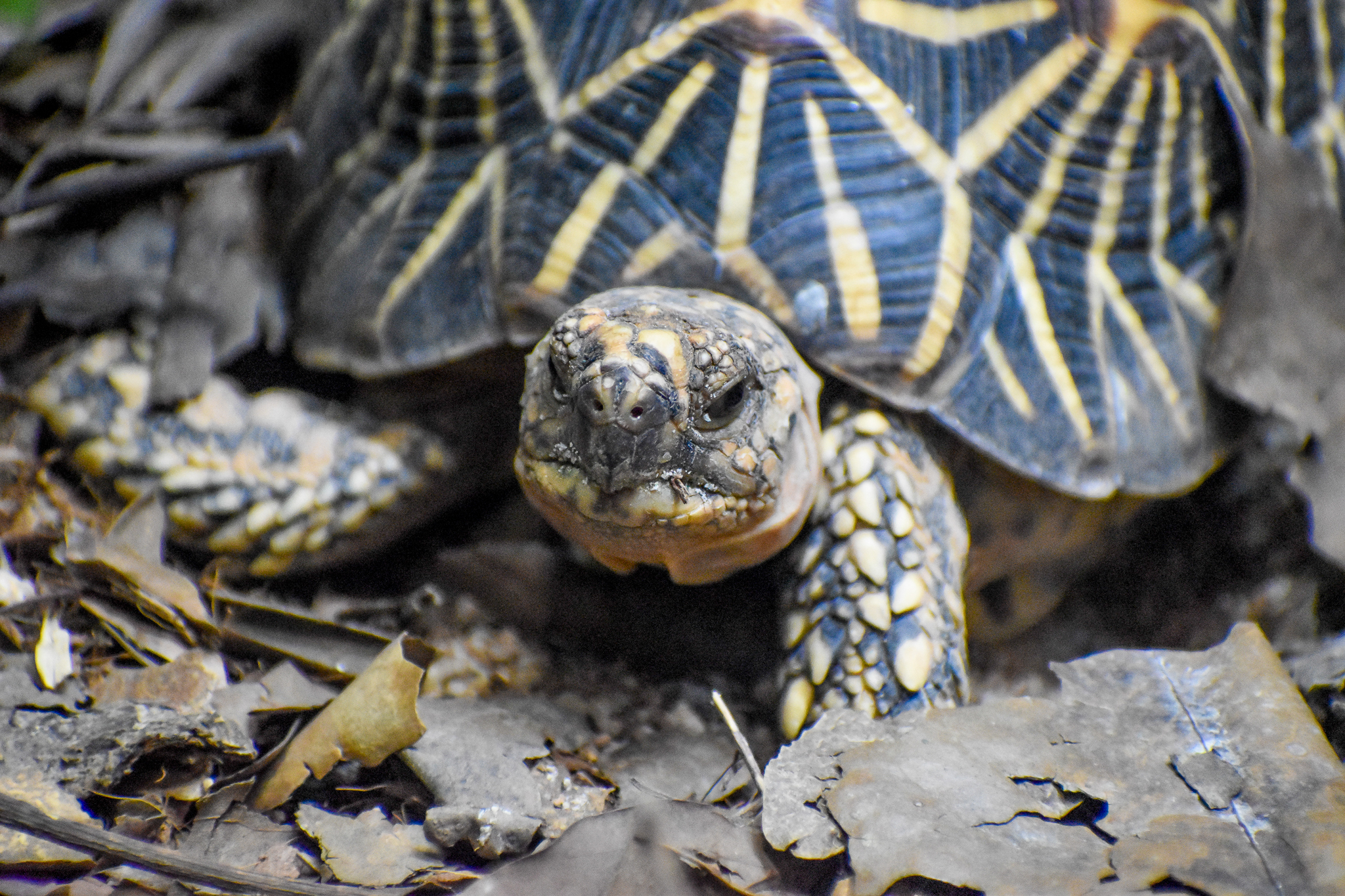 Indian Star Tortoise