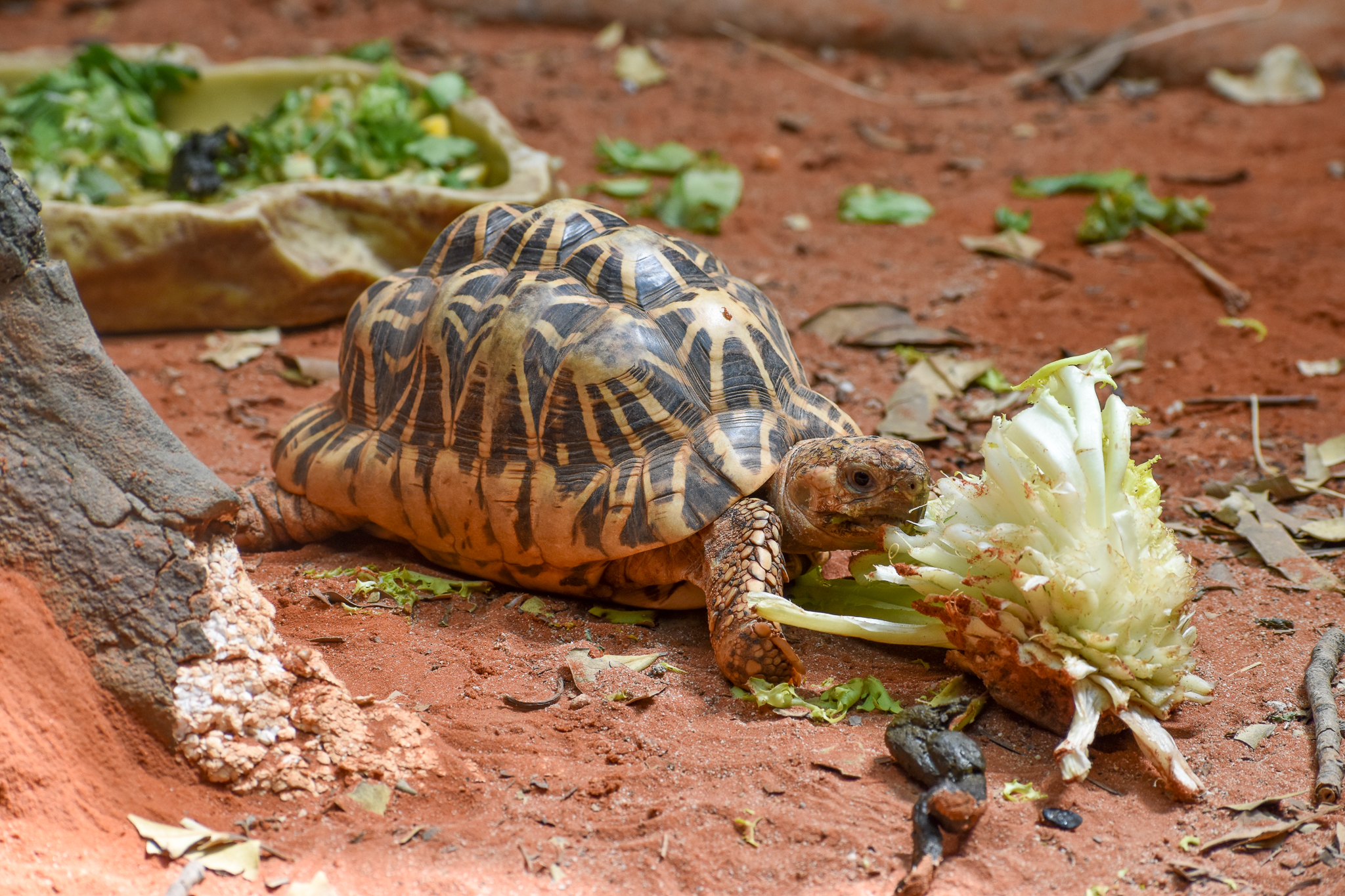 Indian Star Tortoise