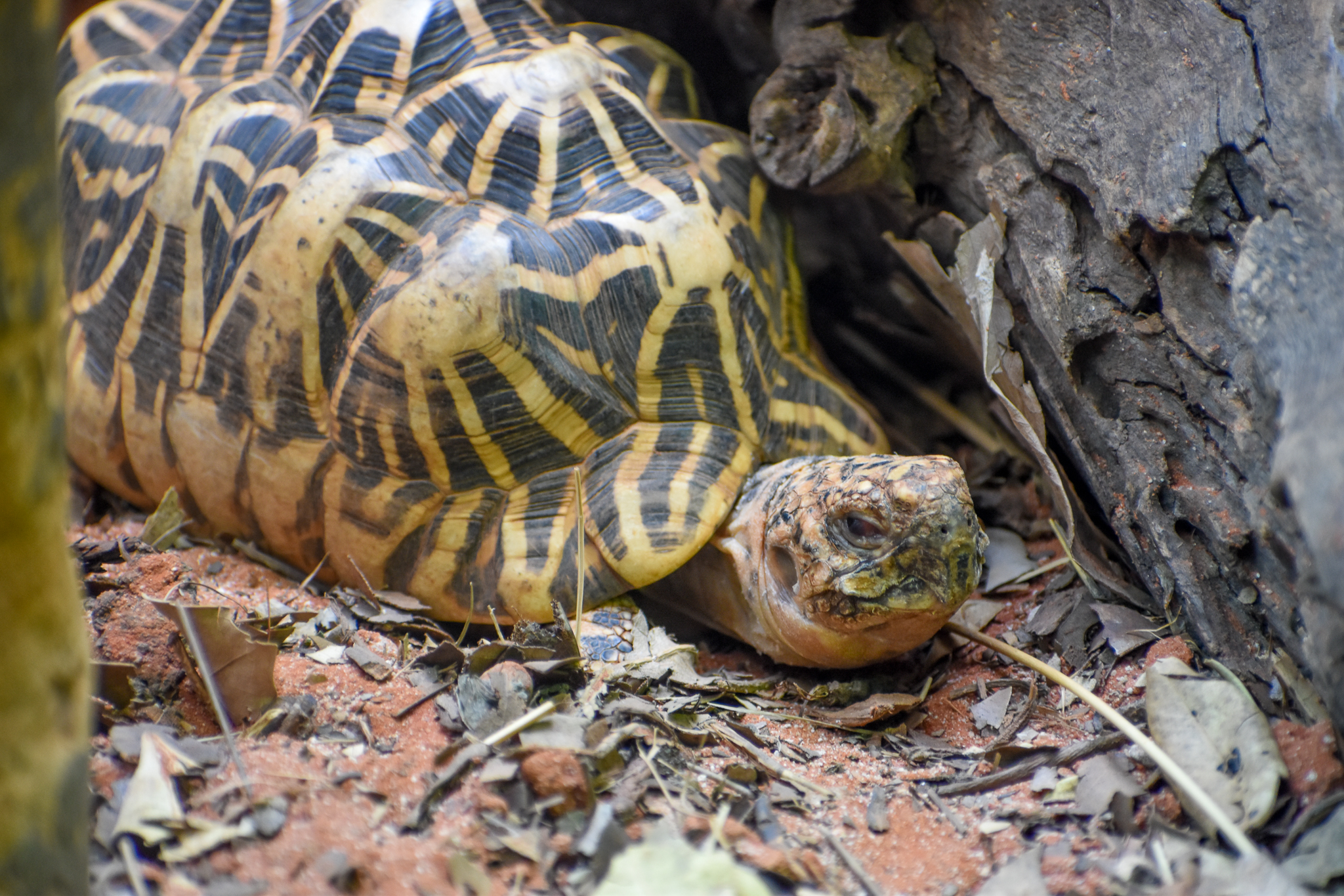 Indian Star Tortoise