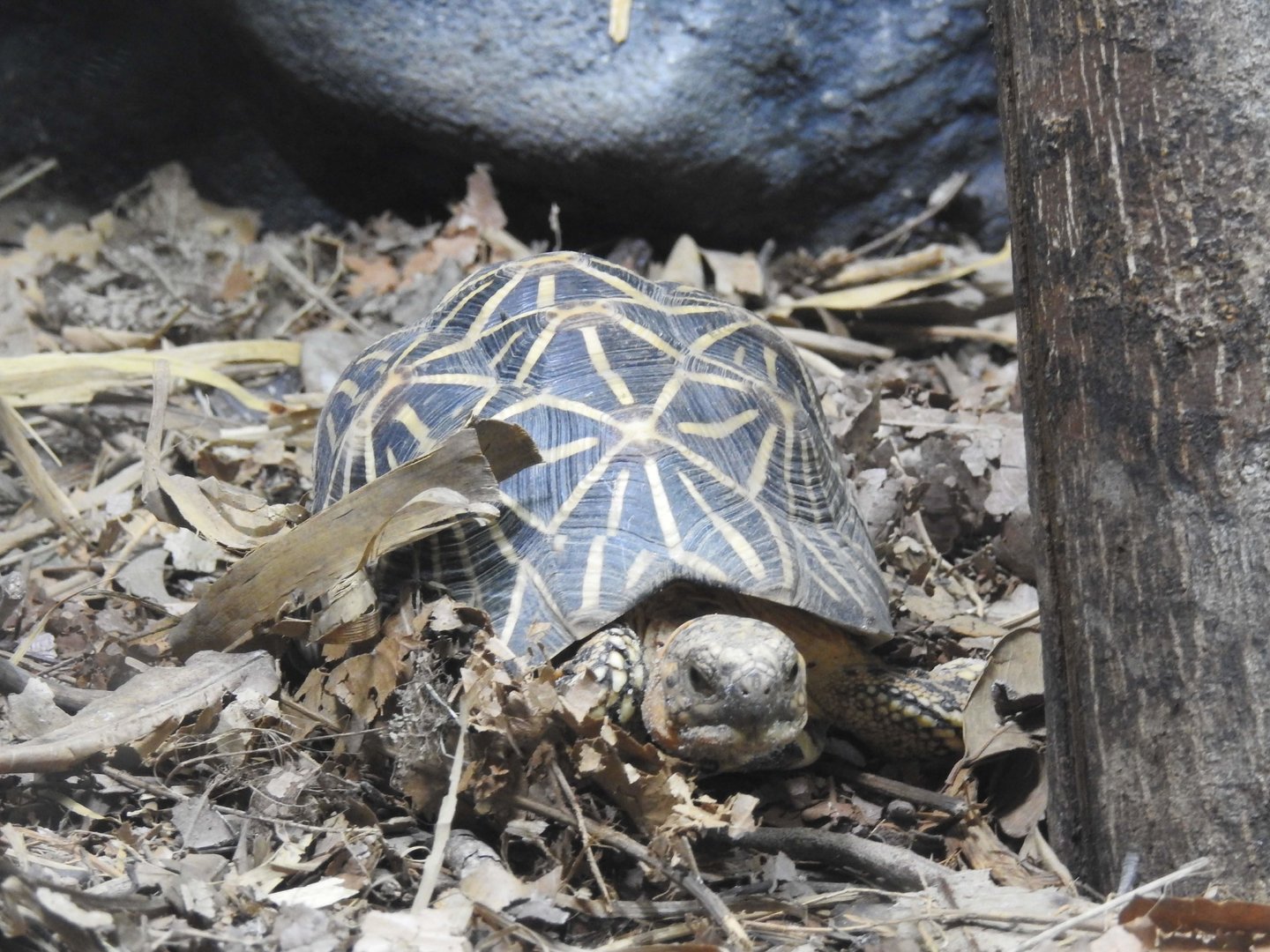 Indian Star-Tortoise