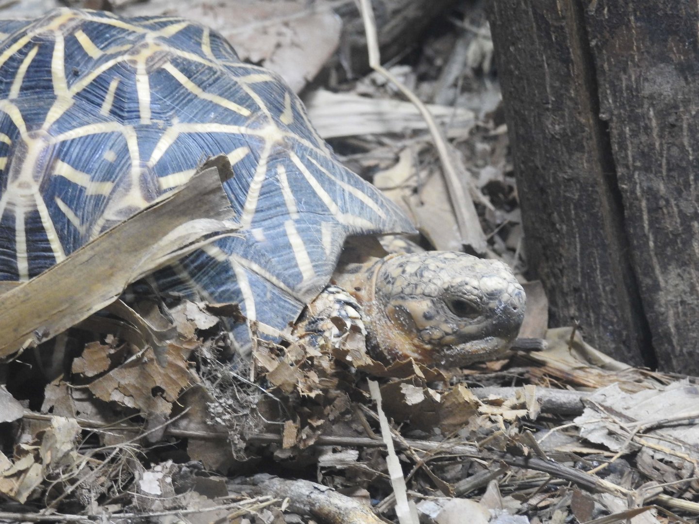 Indian Star-Tortoise