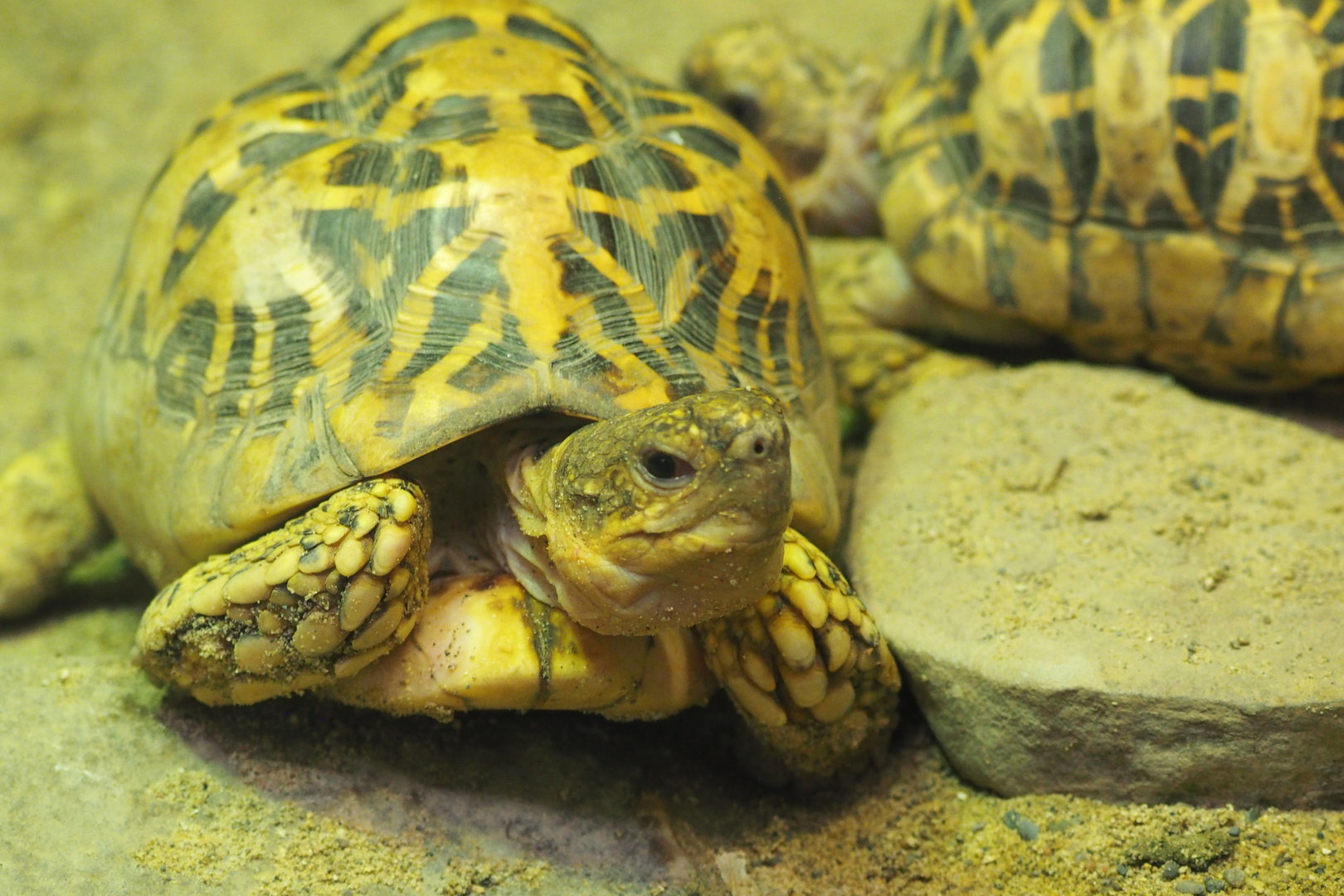 Indian Star Tortoise