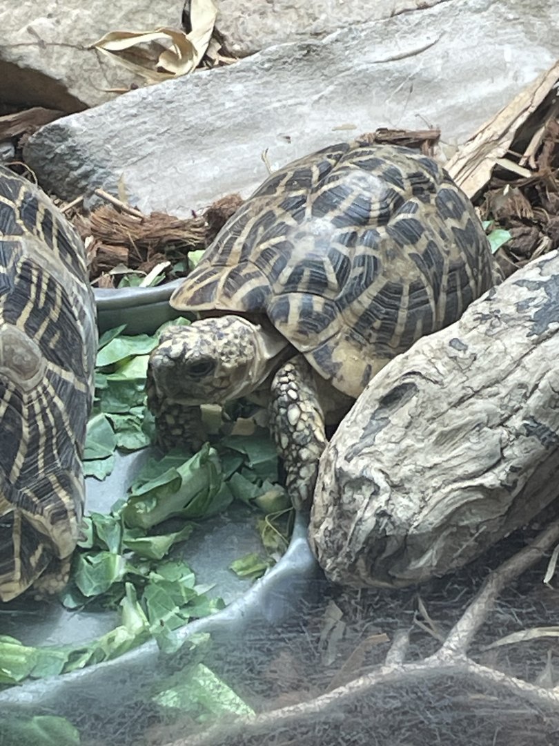 Indian Star Tortoise