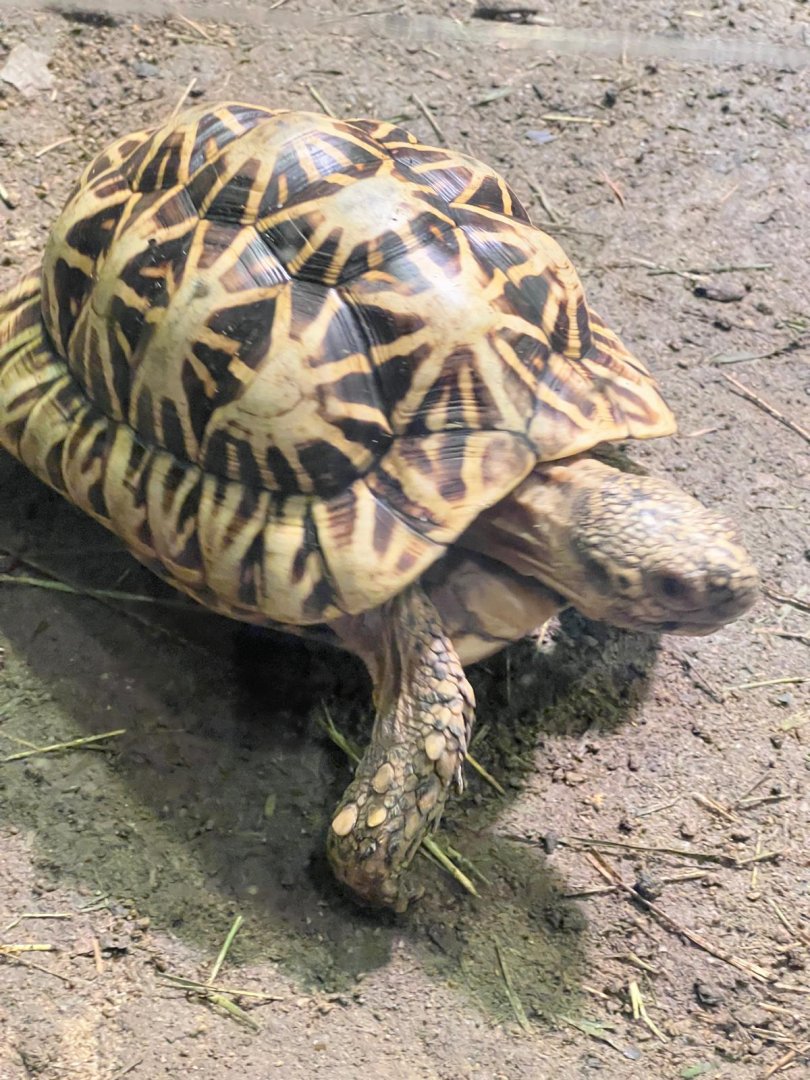 Indian Star Tortoise