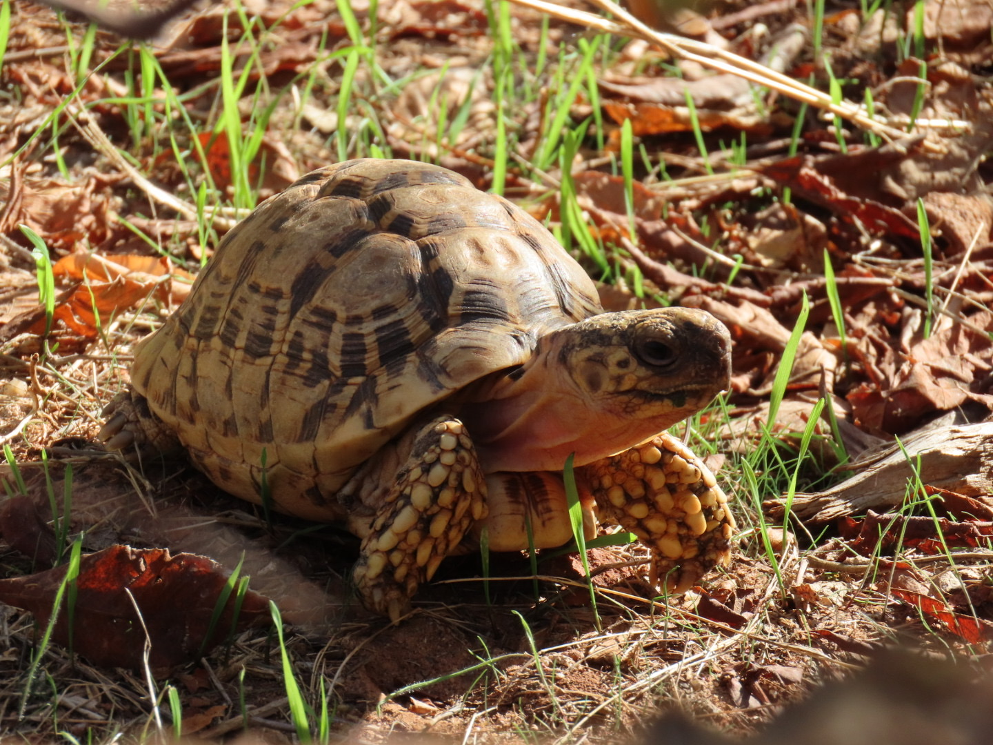 Indian Star Tortoise