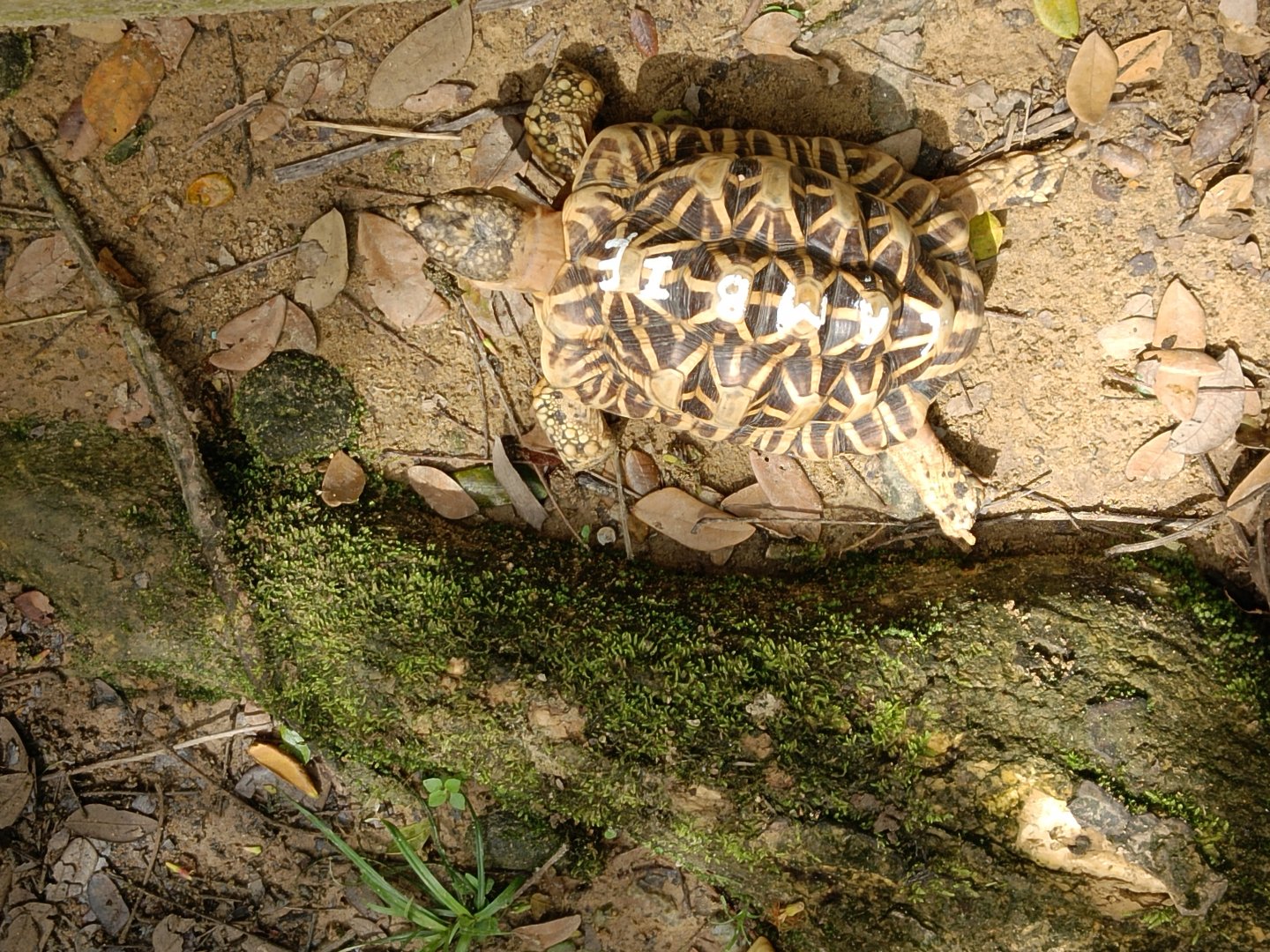 Indian Star Tortoise