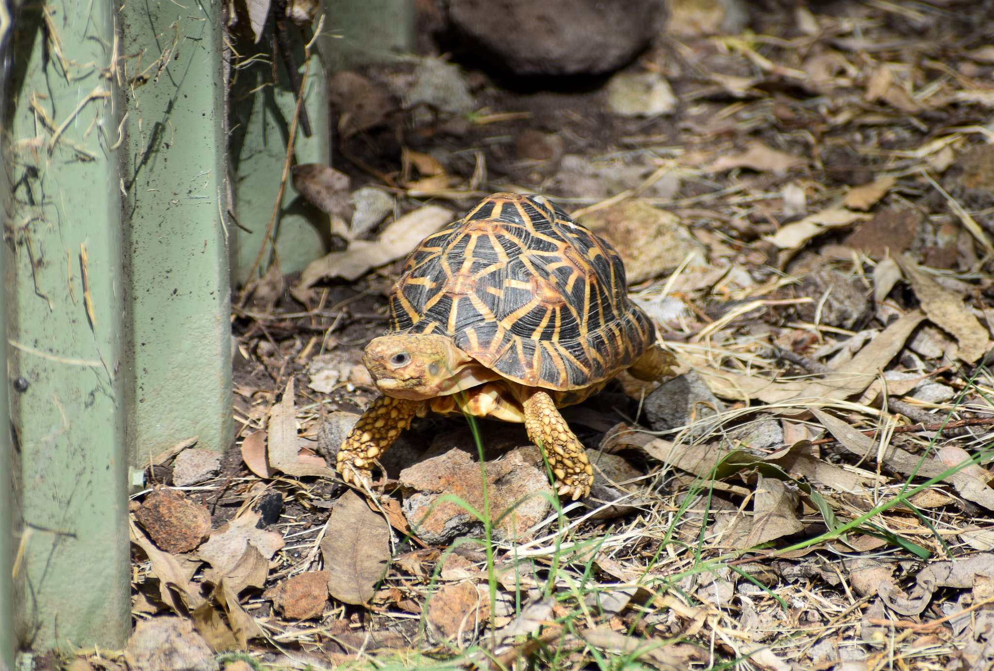 Indian Star Tortoise