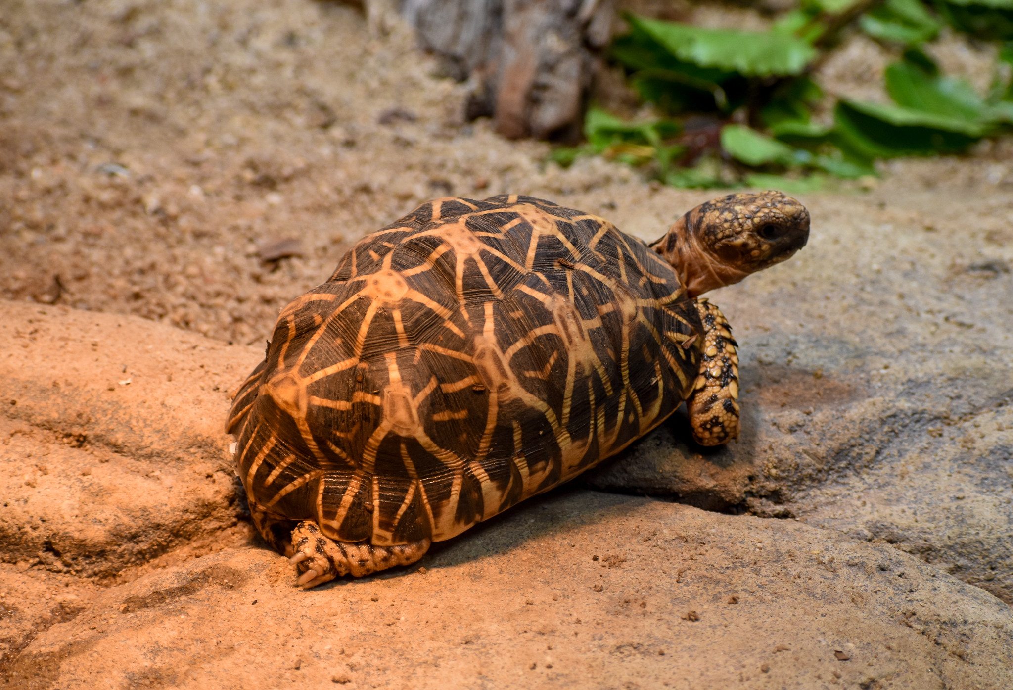 Indian Star Tortoise