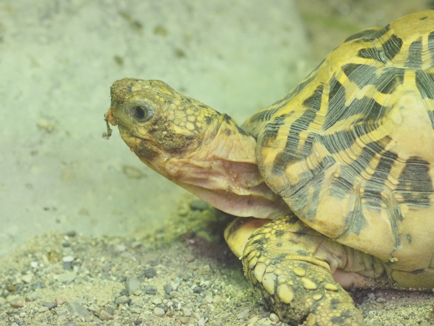 Indian Star Tortoise