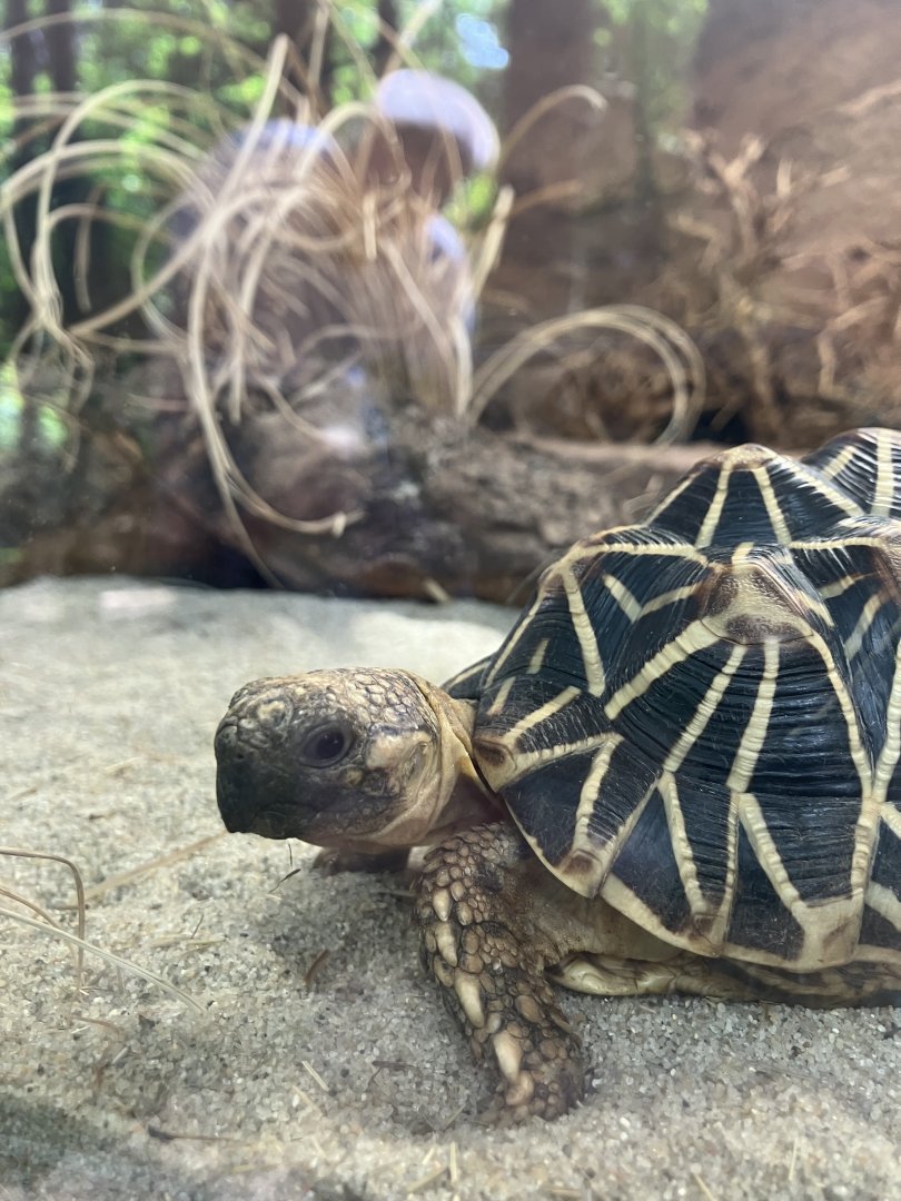 Indian star tortoise