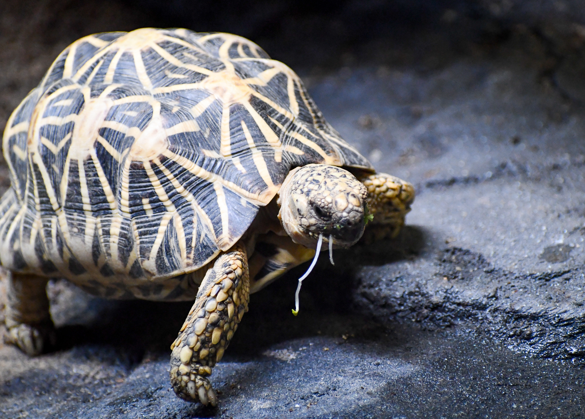 Indian Star Tortoise