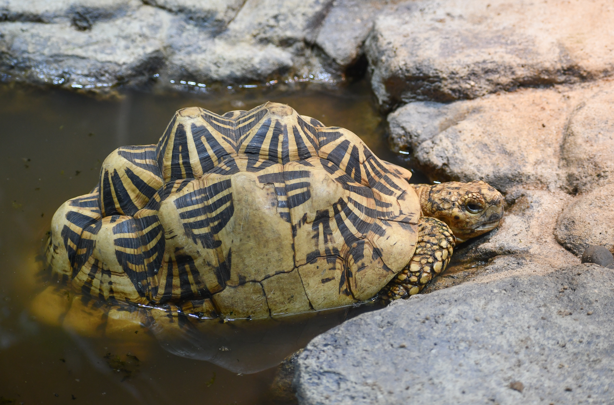 Indian Star Tortoise