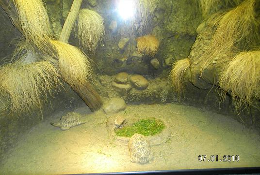 Indian star tortoises