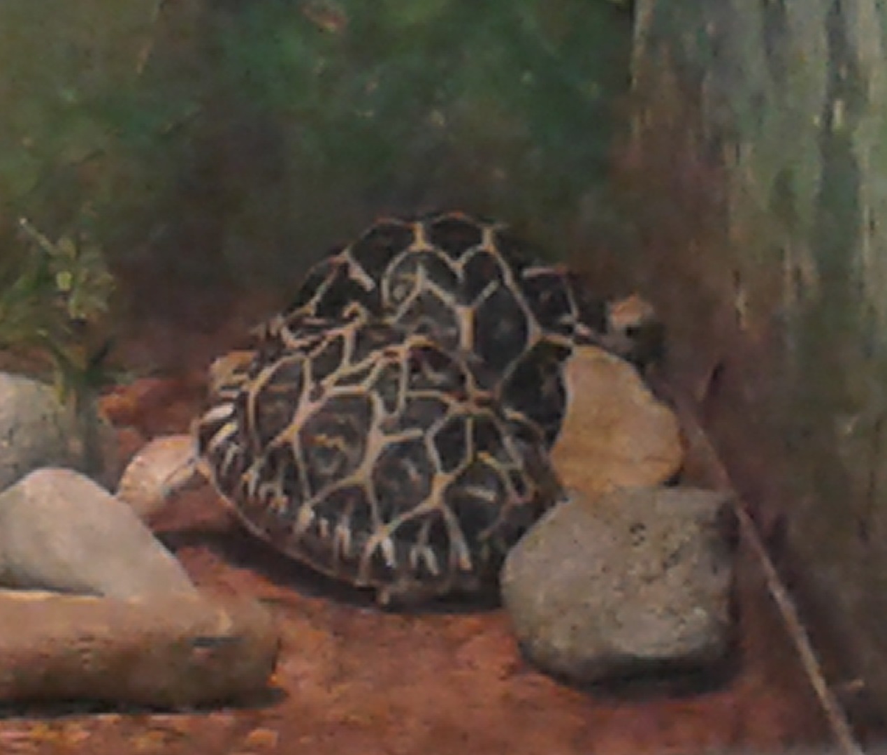 indian star tortoises