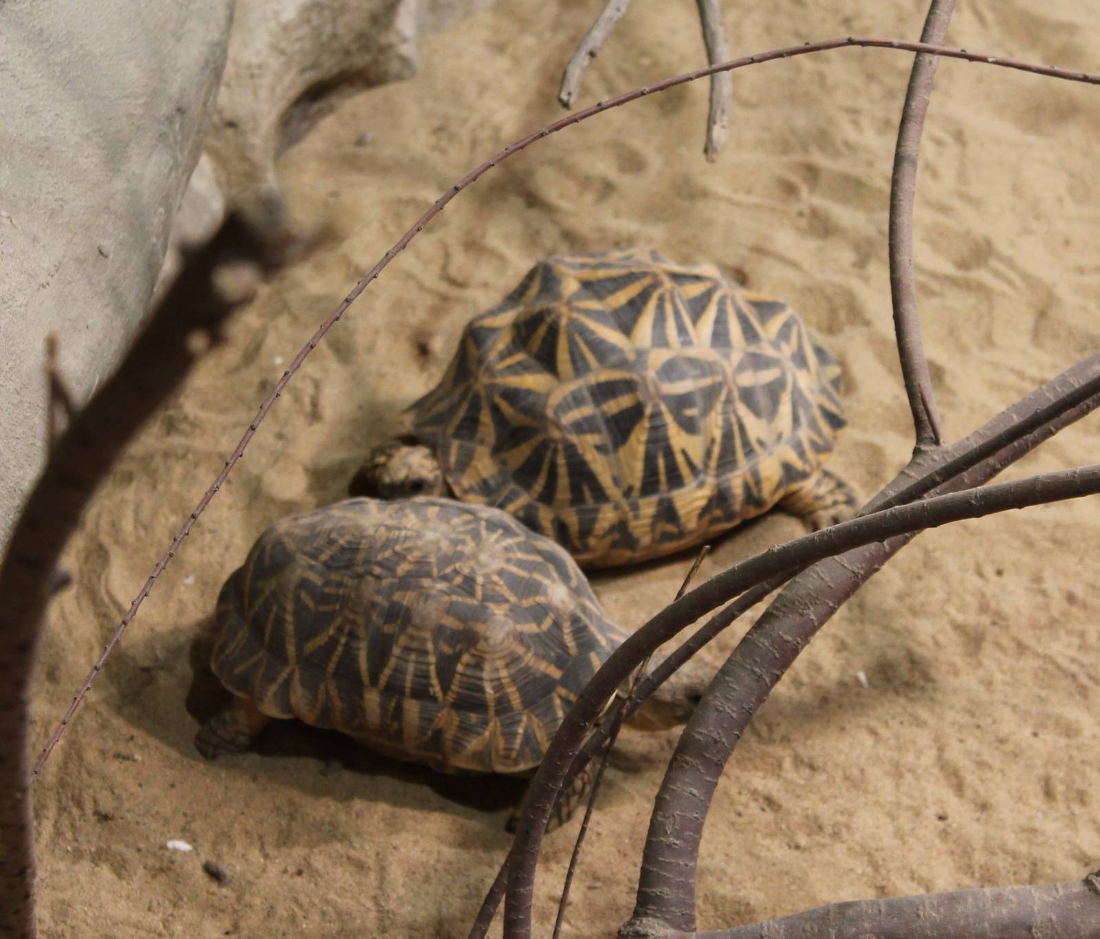 Indian star tortoises