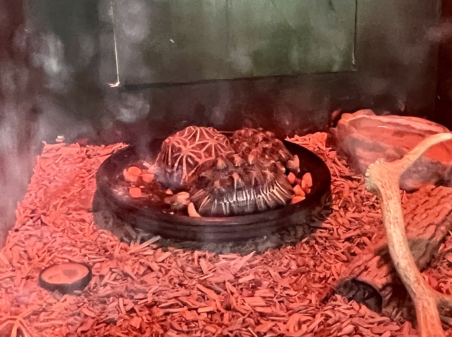 Indian Starred Tortoises