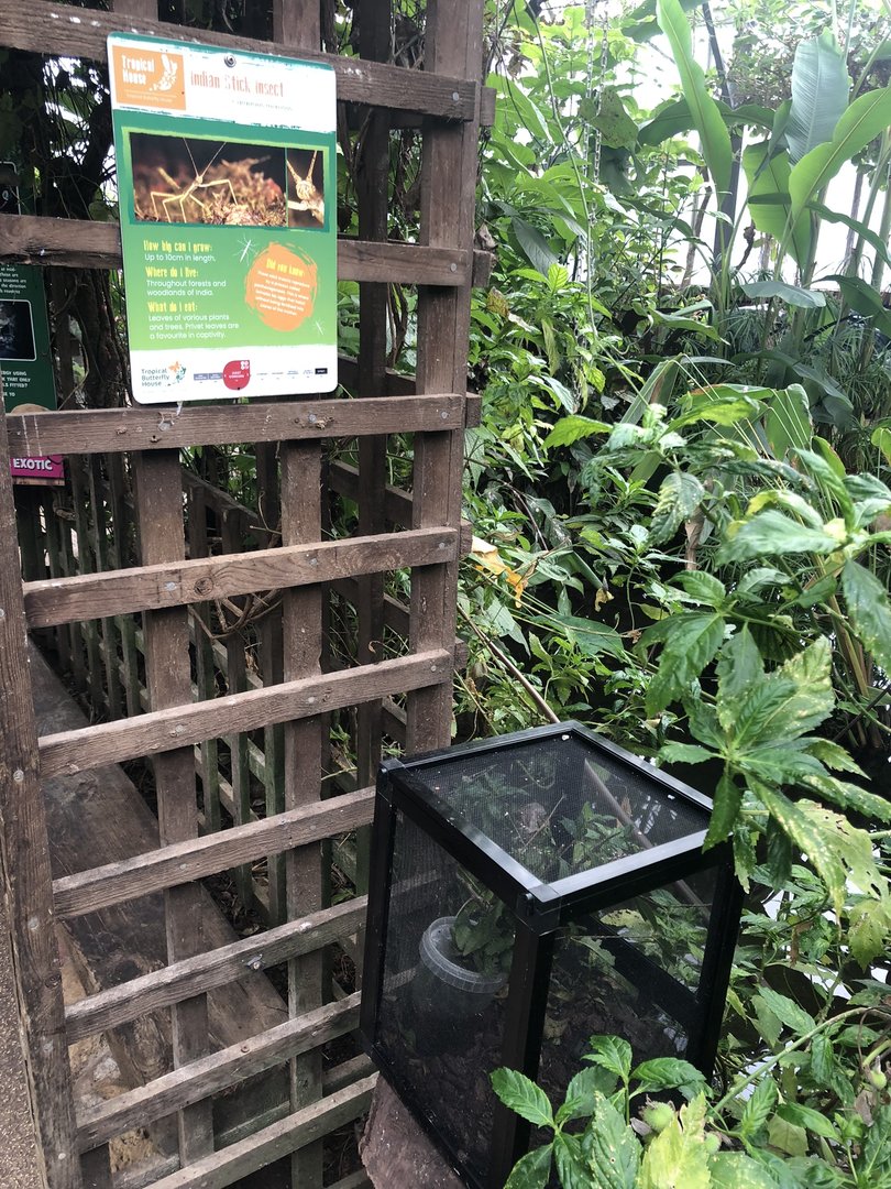 Indian Stick Insect Enclosure at Tropical Butterfly House (March 2023)