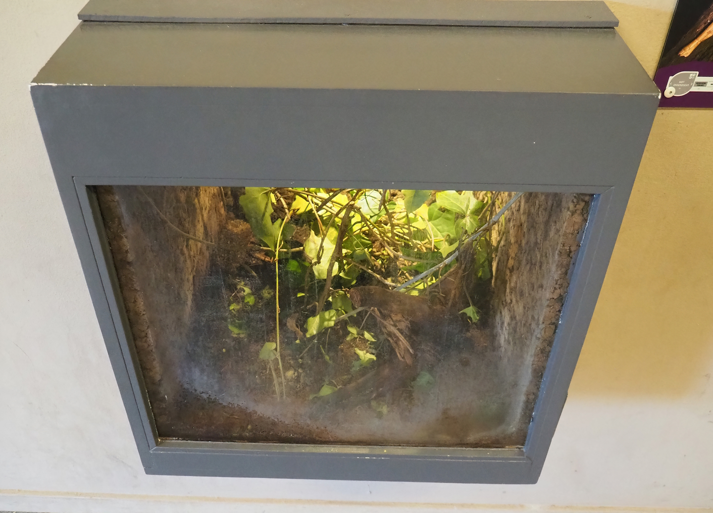 Indian stick insect terrarium, 2023-04-30