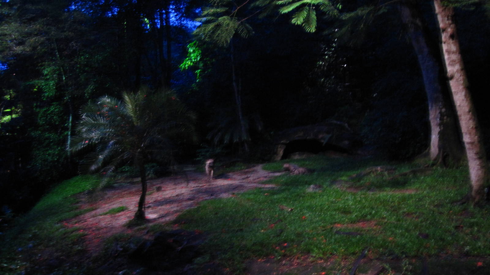Indian Subcontinent - Striped Hyena exhibit