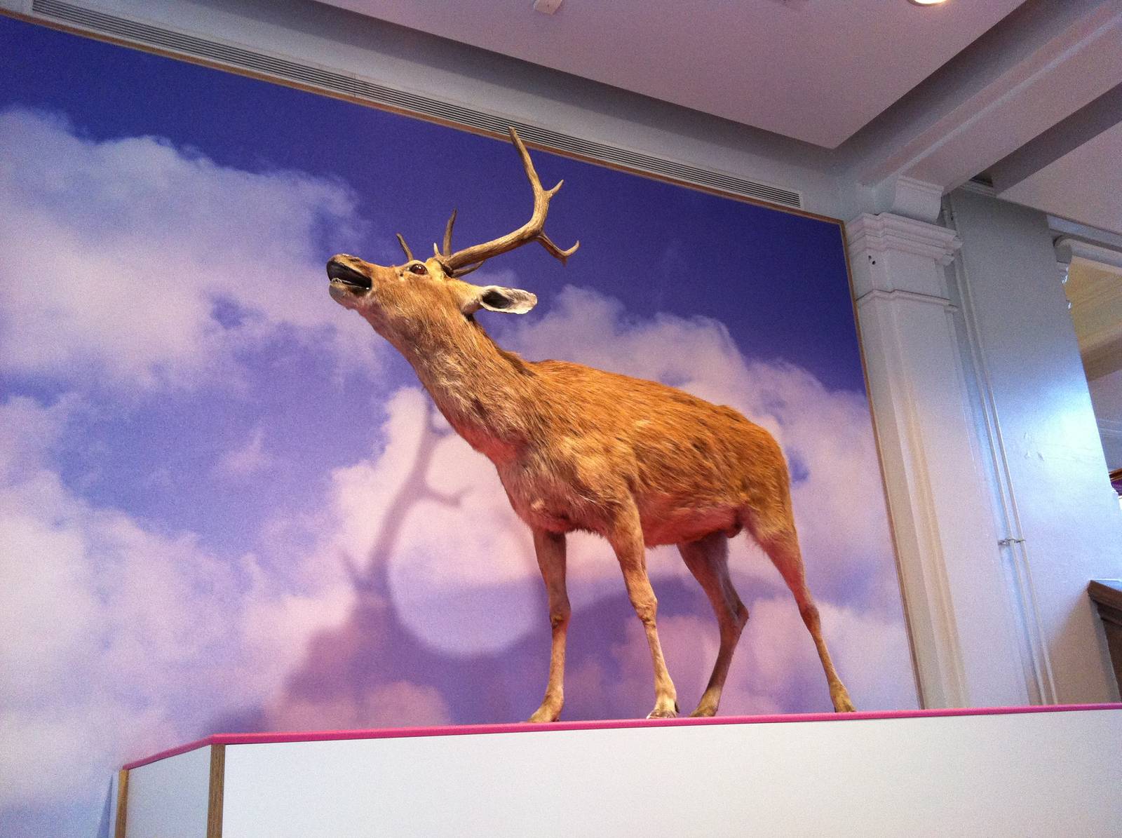 Indian Swamp Deer - Manchester Museum 29.12.10