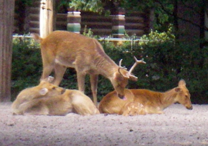 Indian Swampd Deers (Cervus duvaucelii)