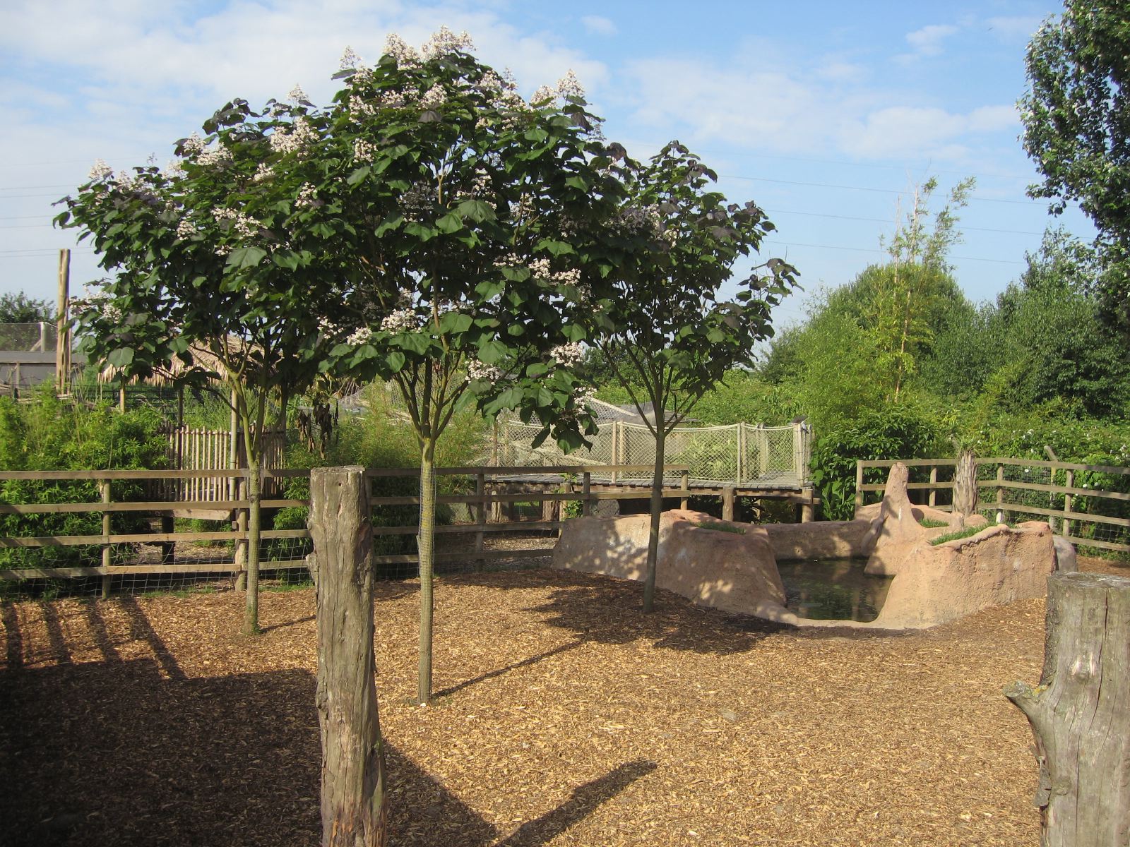 Indian tapir paddock
