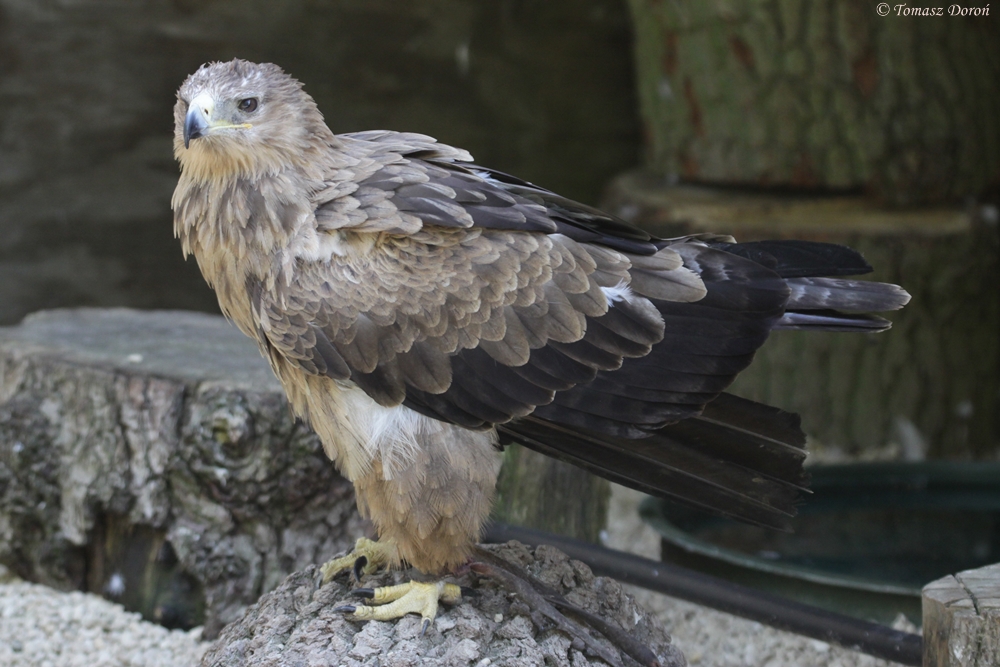 Indian Tawny Eagle (Aquila rapax vindhiana)