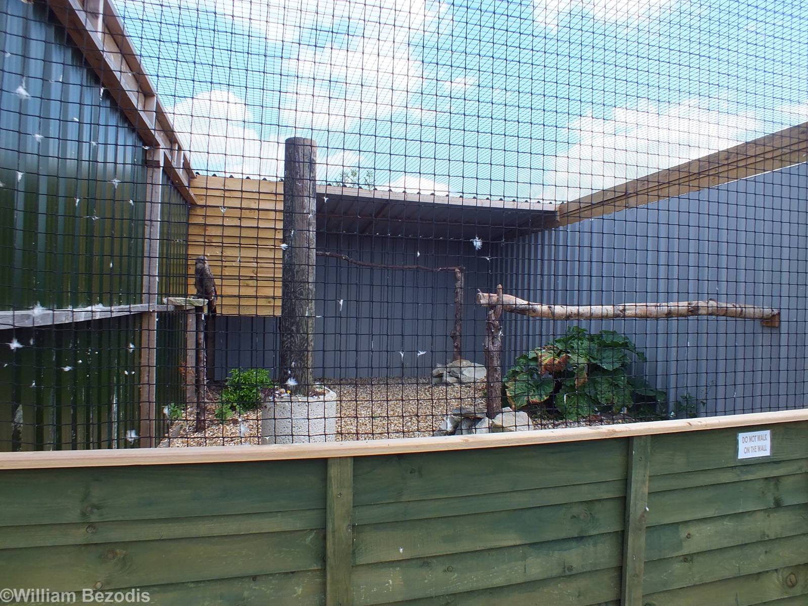 Indian Tawny Eagle Enclosure