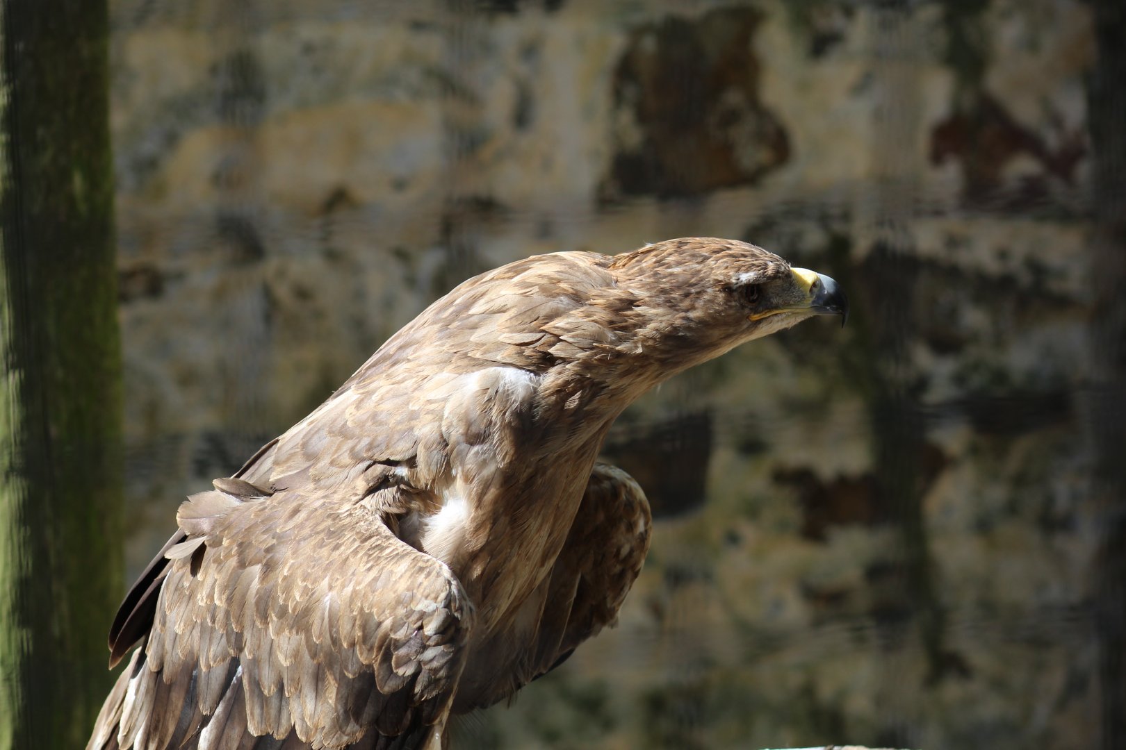 Indian Tawny Eagle