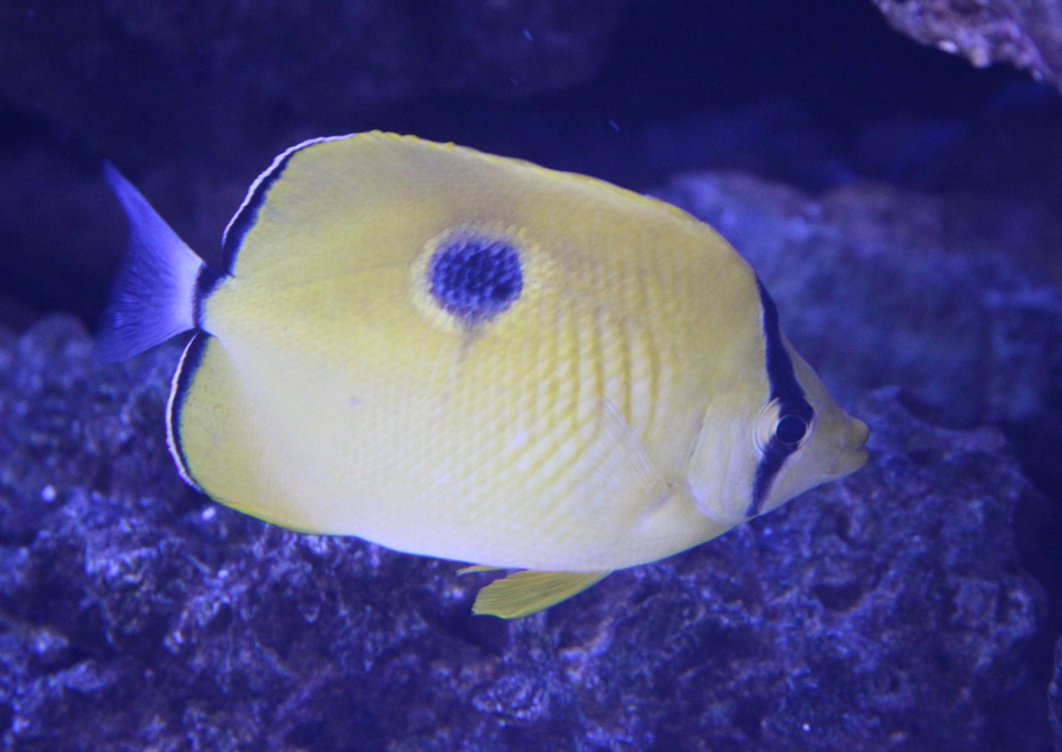 Indian teardrop butterflyfish - Chaetodon interruptus