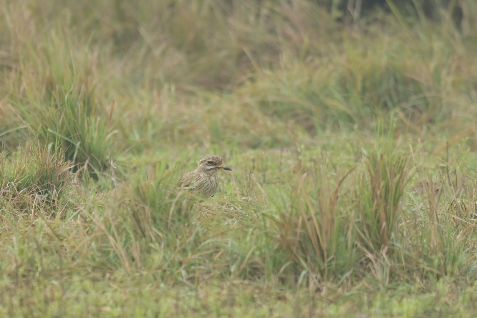 Indian Thick-Knee Burhinus indicus