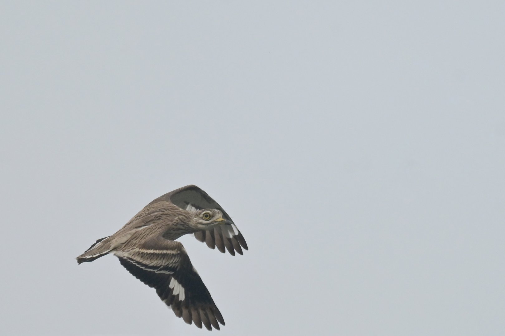 Indian Thick-Knee Burhinus indicus