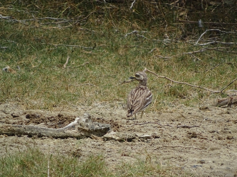 Indian thick-knee