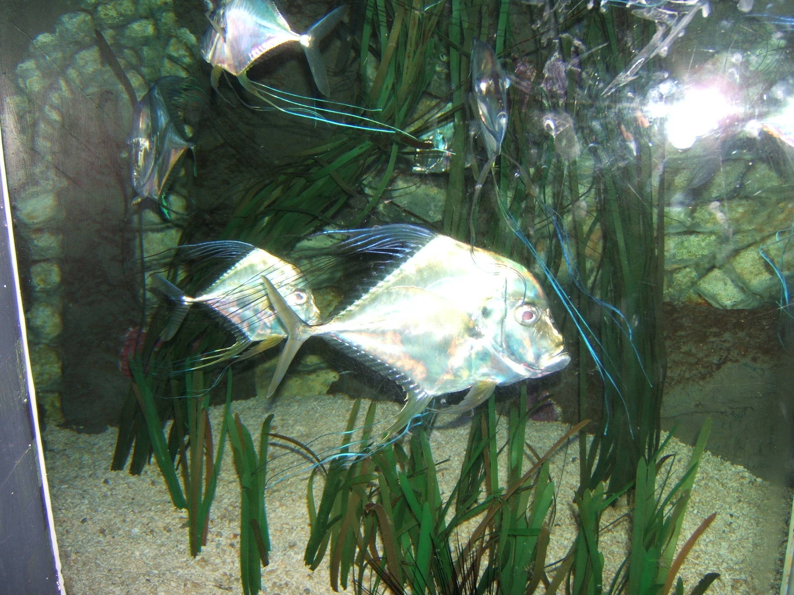 Indian Threadfin (Alectis indicus)