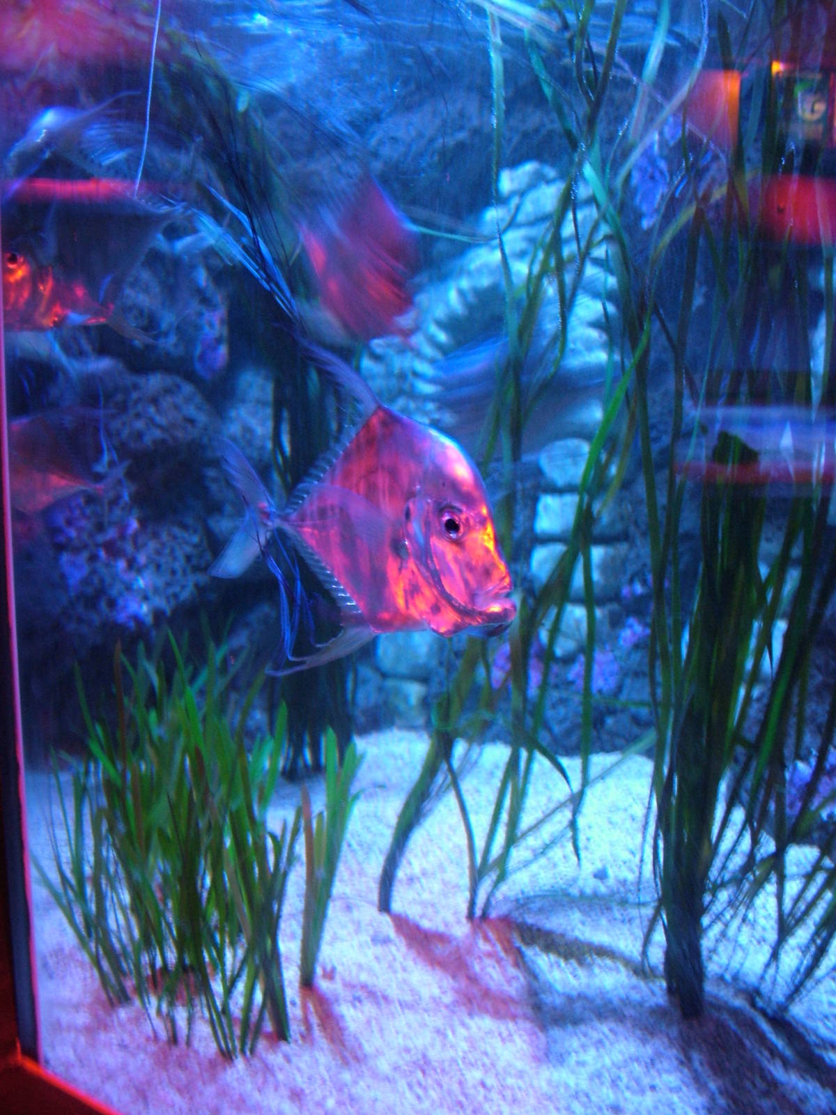 Indian Threadfin at Blackpool SeaLife Centre 27/03/10