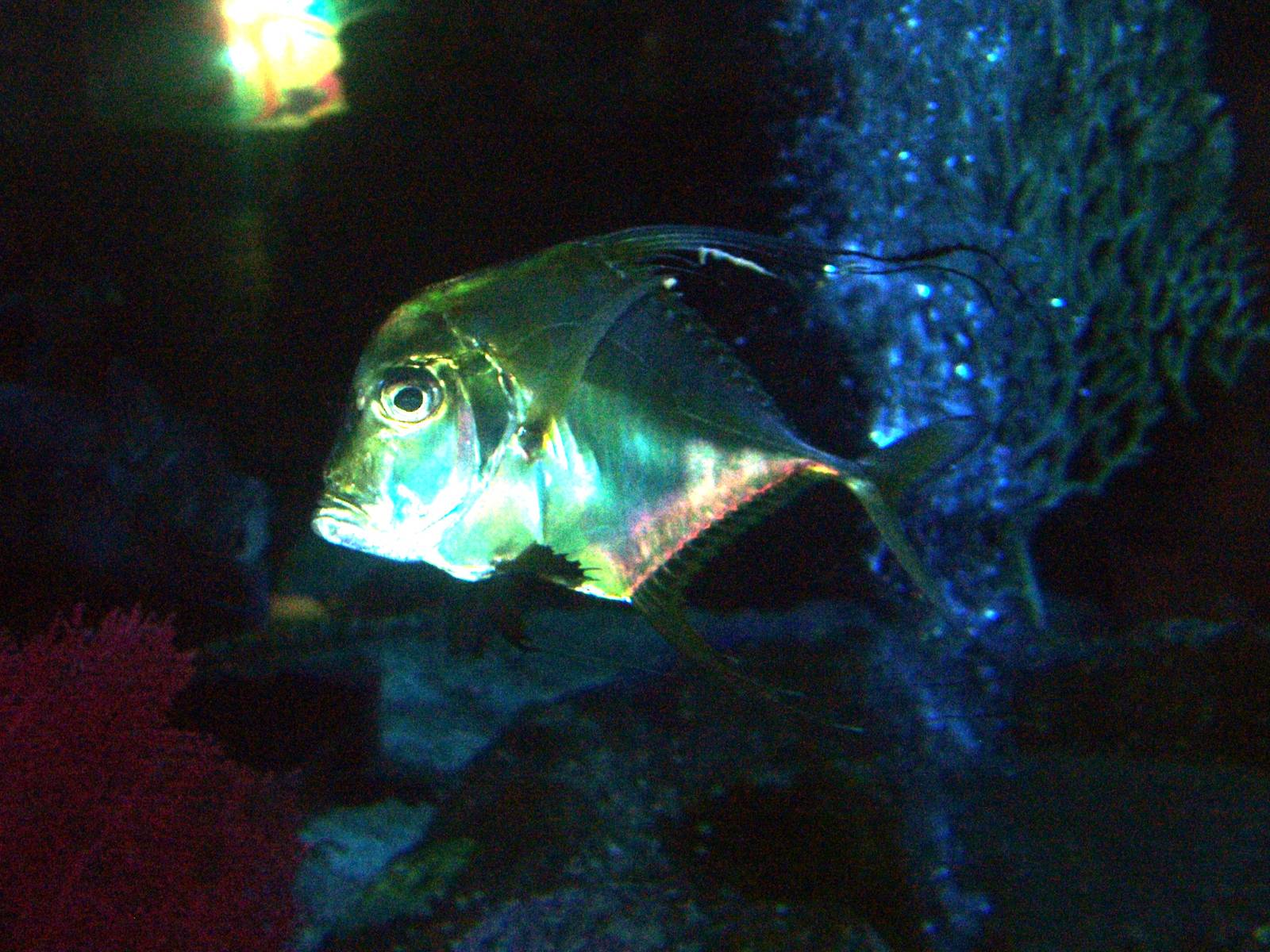 Indian Threadfin at SeaLife Birmingham 28/02/10