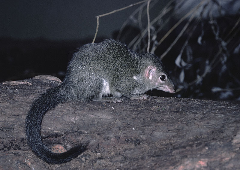 Indian tree shrew 1976