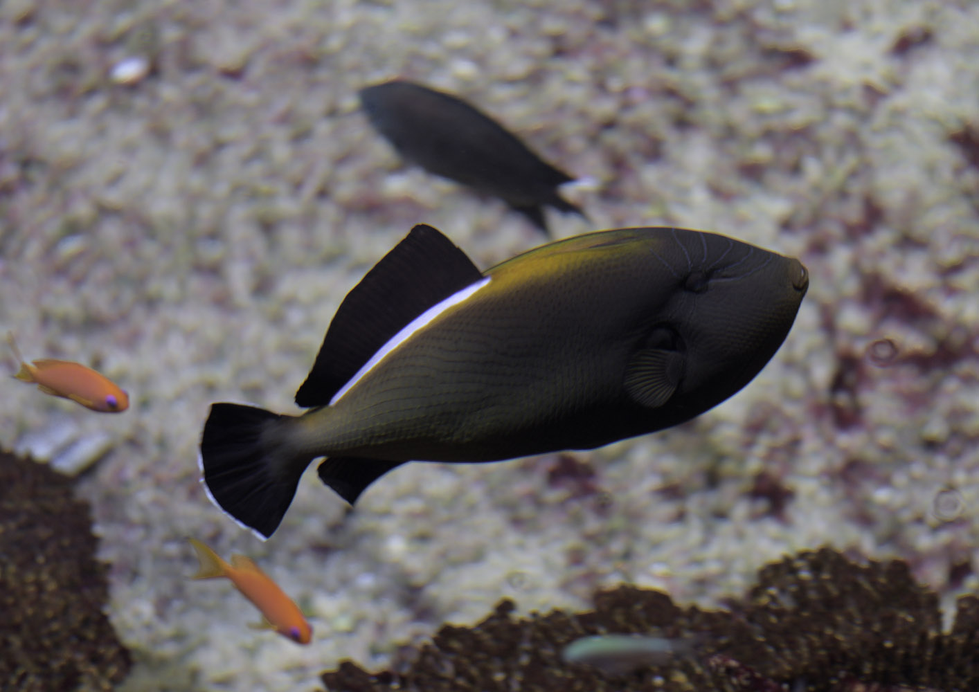 Indian triggerfish