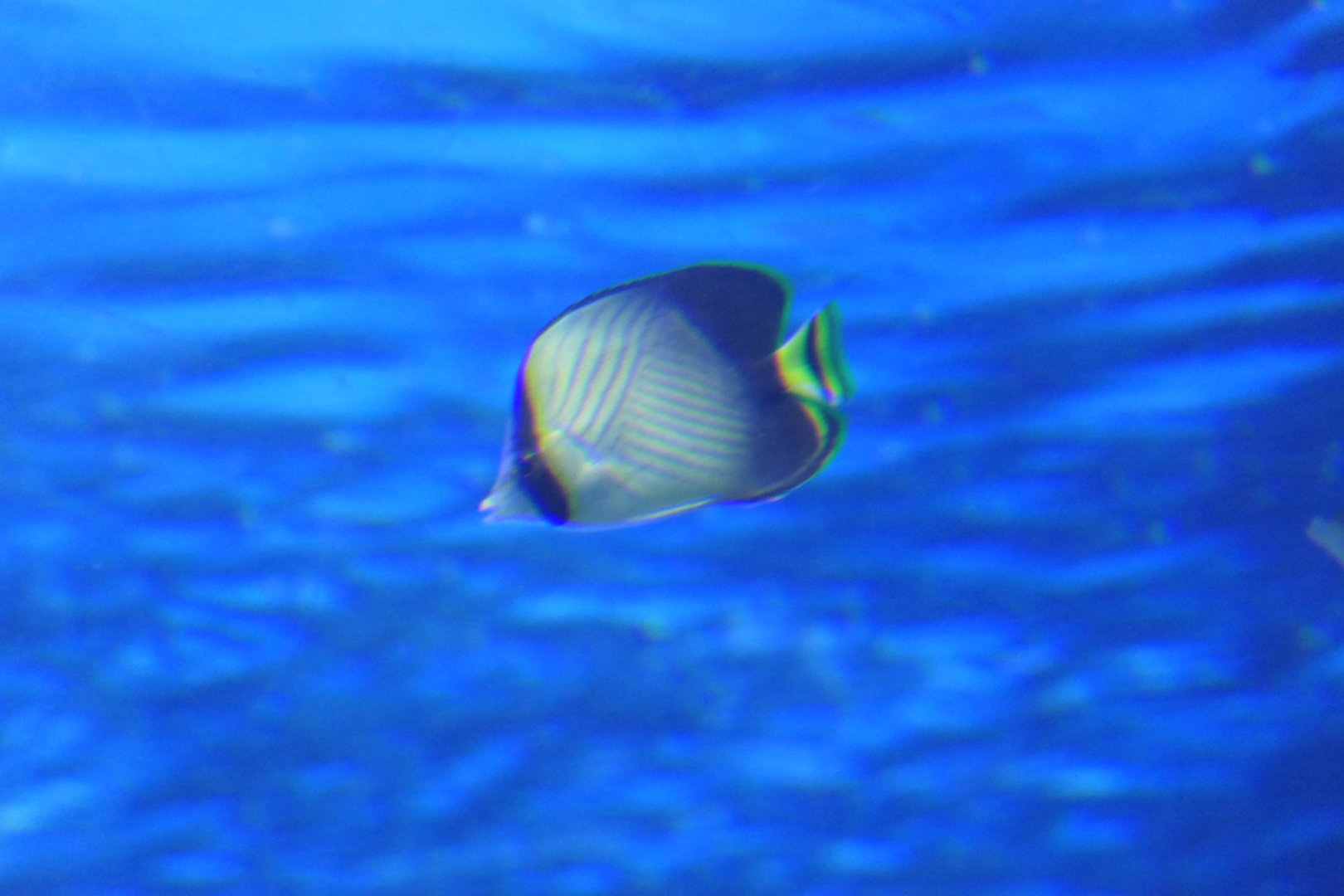 Indian Vagabond Butterflyfish (Chaetodon decussatus)
