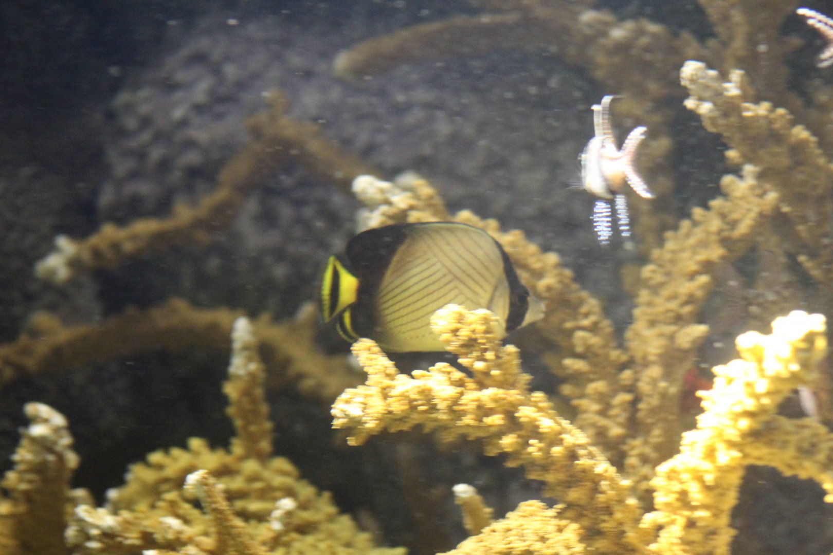 Indian Vagabond Butterflyfish