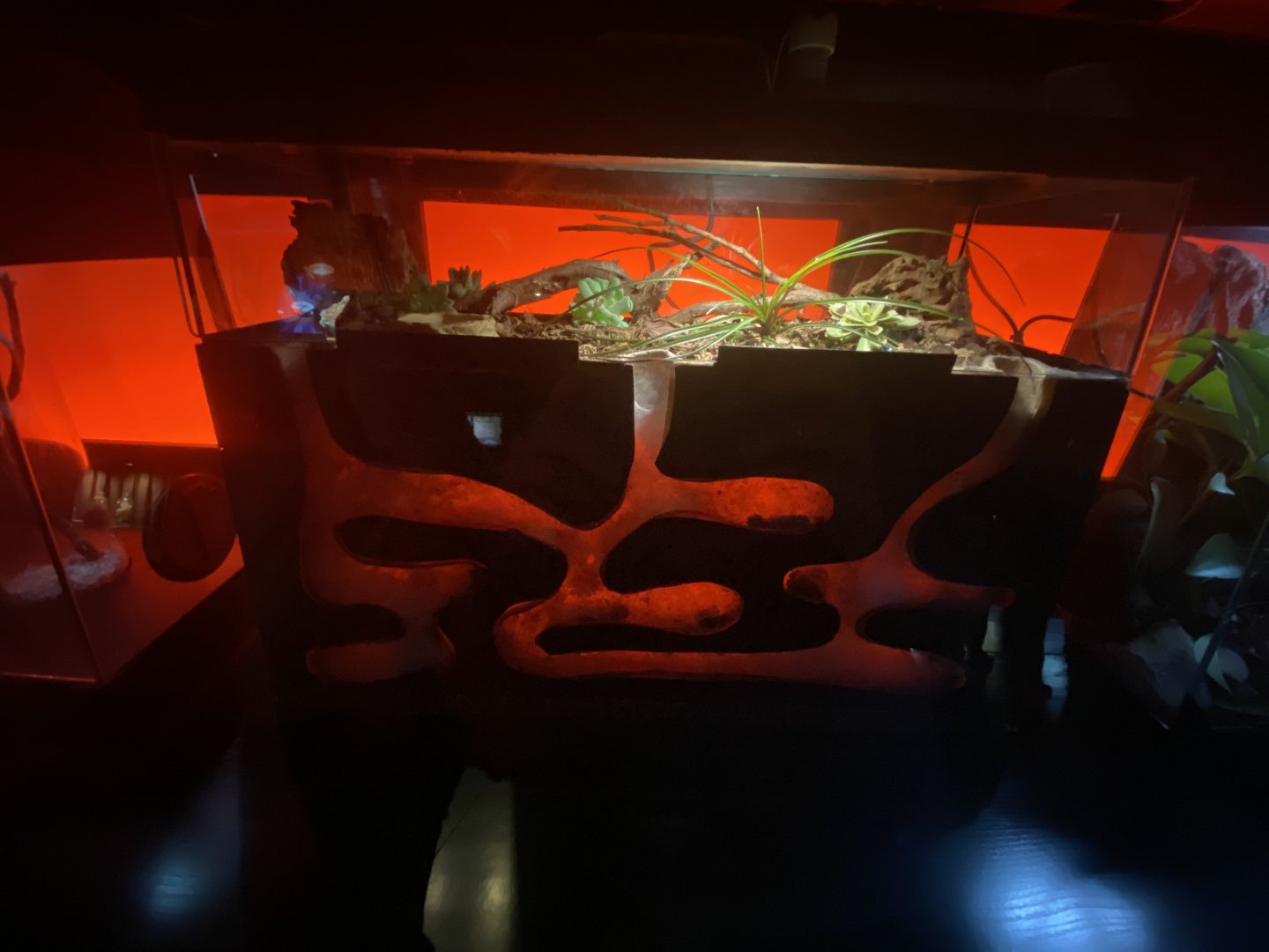 Indian violet earth tiger tarantula exhibit