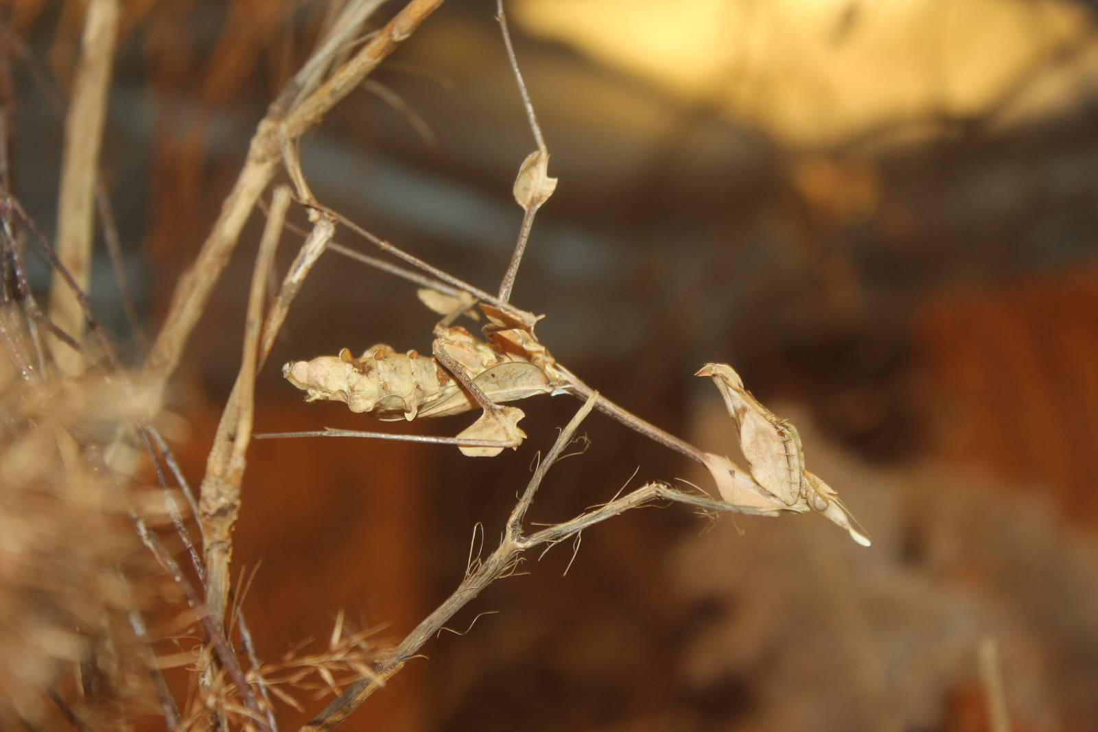 Indian violin mantis