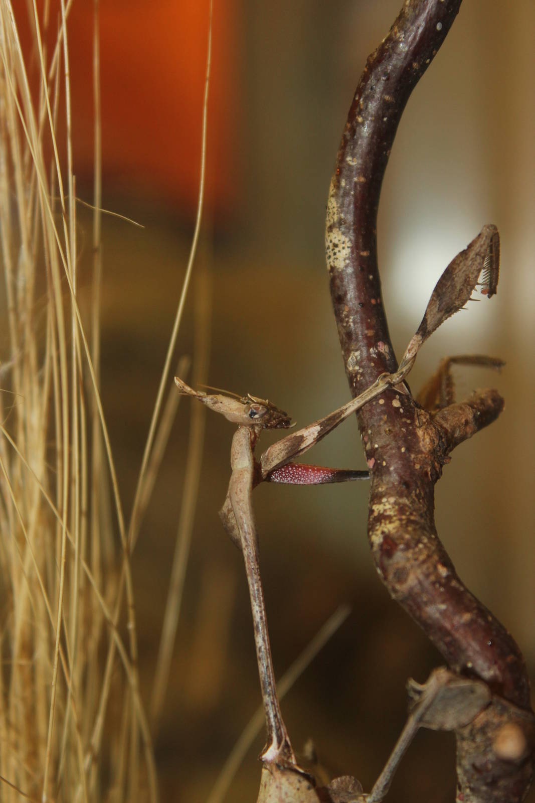 Indian violin mantis