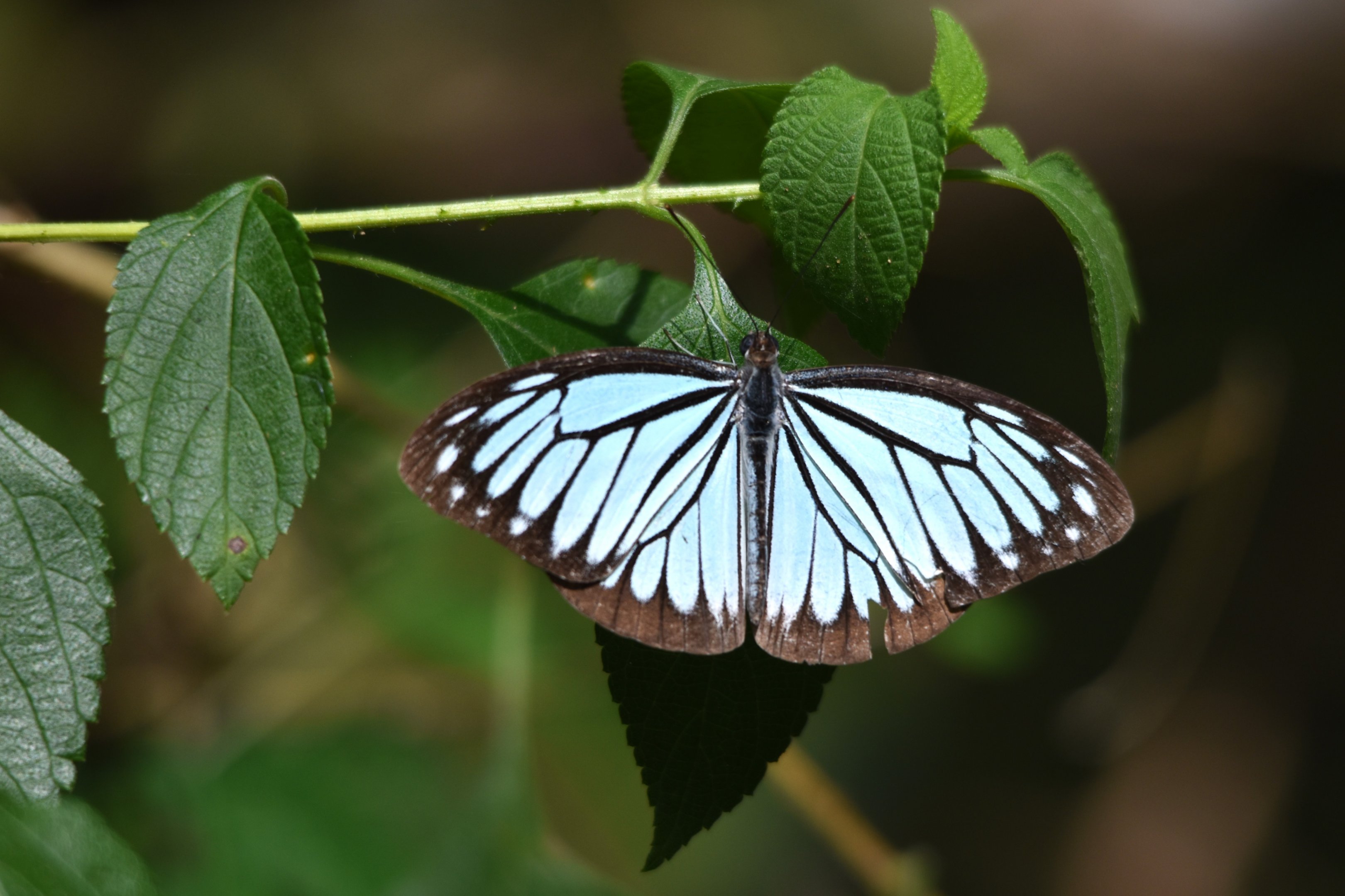 Indian Wanderer, Kabini River Lodge, 24th November 2024