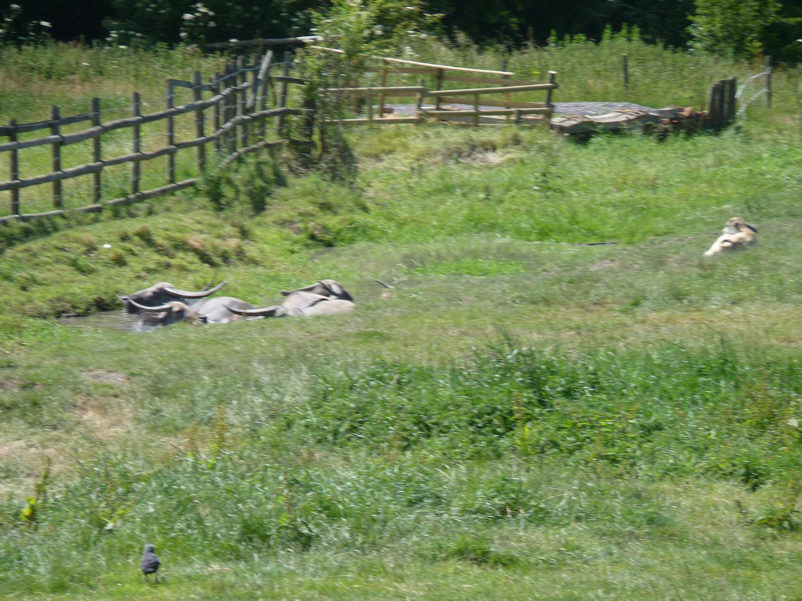 Indian Water Buffalo and Calf