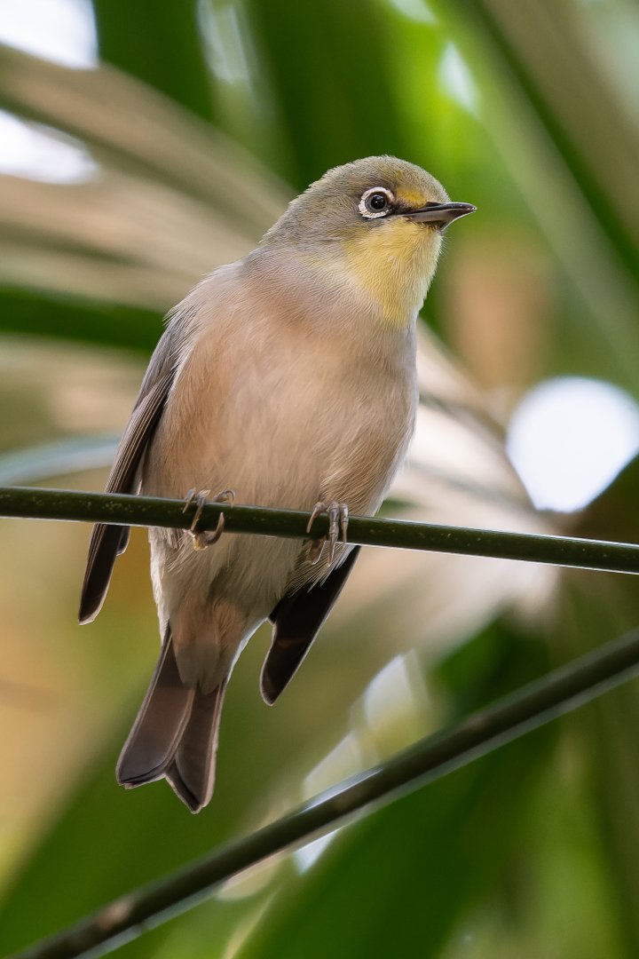Indian white-eye (Zosterops palpebrosus)