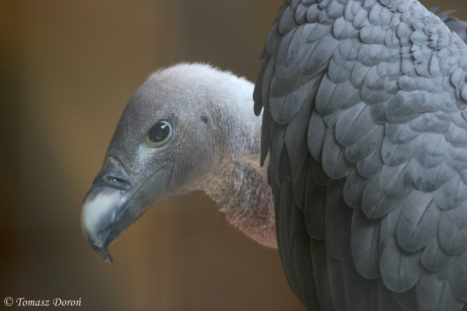 Indian White-rumped Vulture (Gyps bengalensis), May 2009