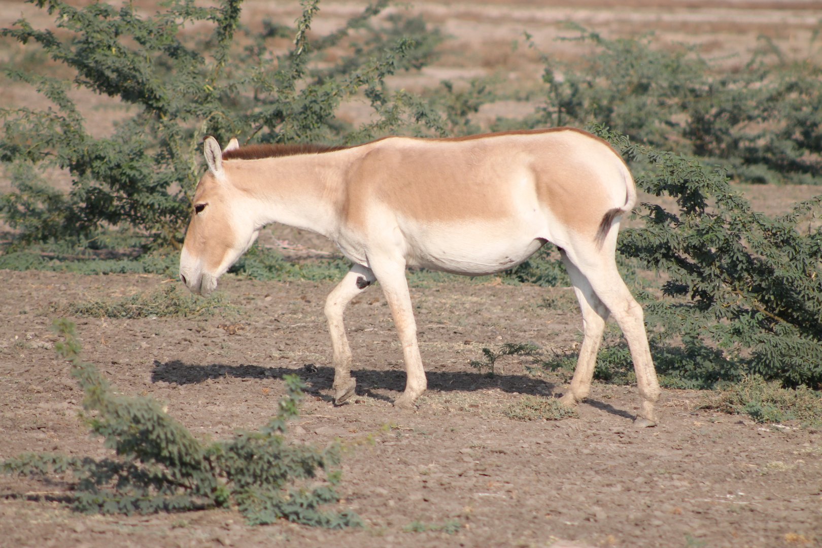 Indian Wild Ass (Equus hemionus khur)