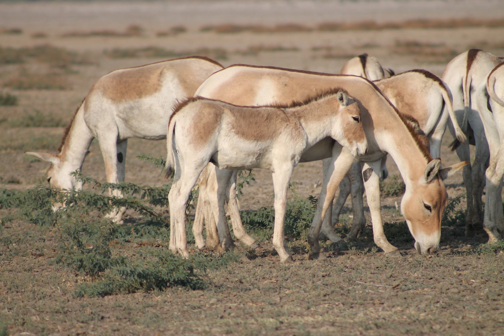 Indian Wild Ass (Equus hemionus khur)