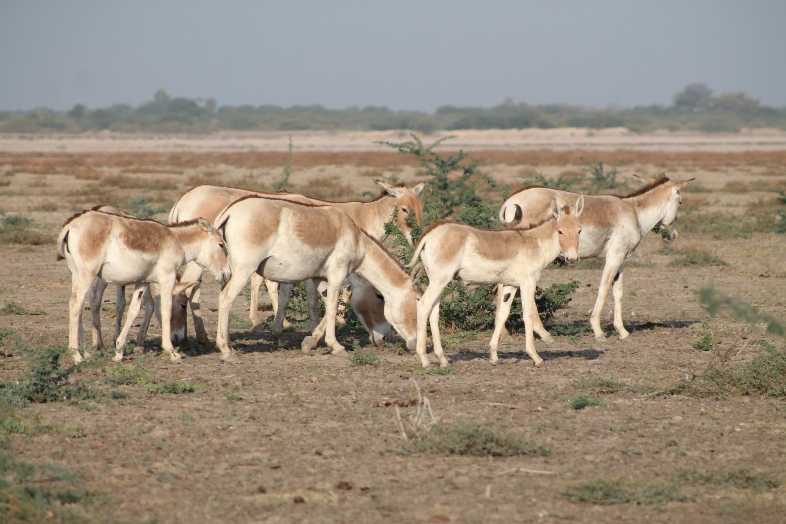 Indian Wild Ass (Equus hemionus khur)